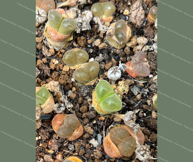 リトープス　ホワイトラビット　Lithops White Rabbit 1鉢 Lithops 